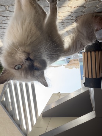 Found A Cat photo 2