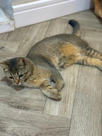 Cat For Adoption – (8 Months Old) photo 1