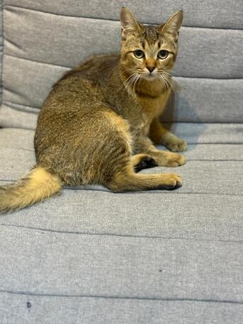 Cat For Adoption – (8 Months Old) photo 2