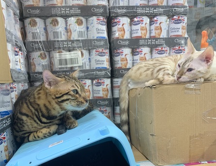 Bengal Cats For Adoption photo 1