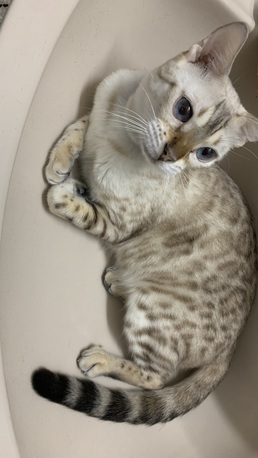 Bengal Cats For Adoption photo 2