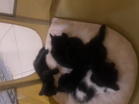 Adopt Female Cat And Her 04 Kittens