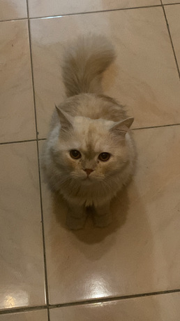 Pet Adoption For 2 Months photo 1
