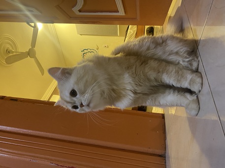 Pet Adoption For 2 Months photo 2