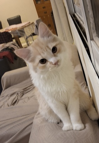 Free Cat Adoption photo 1