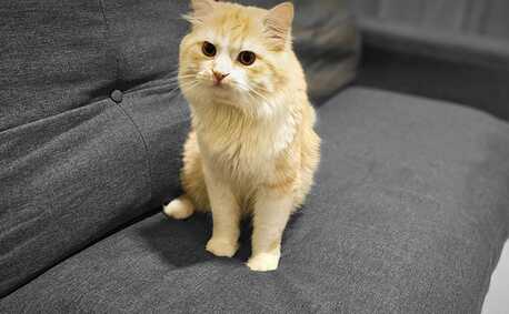 Free Cat Adoption photo 2