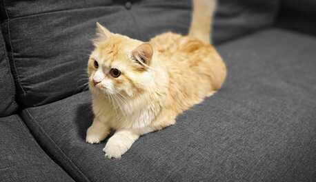 Free Cat Adoption photo 3