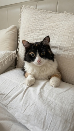 Playful Calico Cat Seeking A Loving Home photo 1