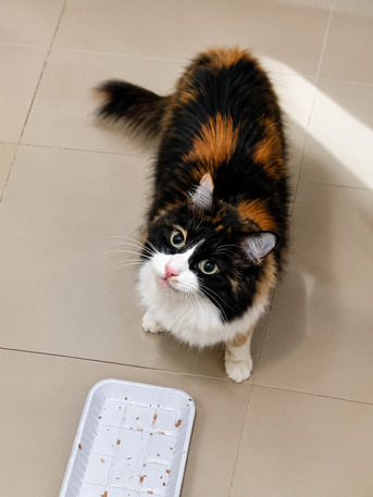Playful Calico Cat Seeking A Loving Home photo 2