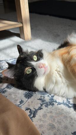 Playful Calico Cat Seeking A Loving Home photo 3