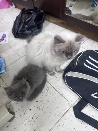 Free Cat Adoption photo 1