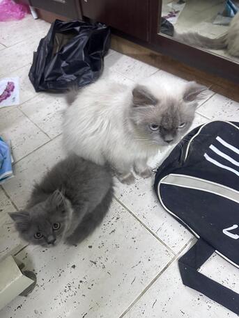 Free Cat Adoption photo 2