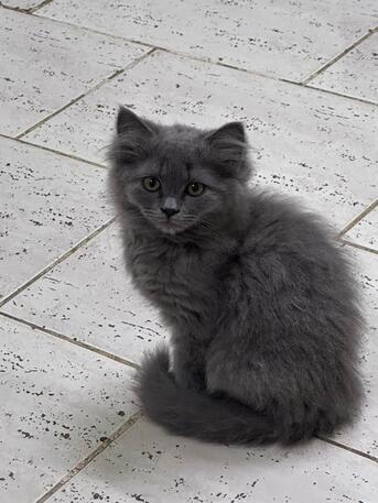 Free Cat Adoption photo 3
