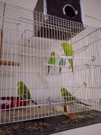 Budgies Parrot For Sale